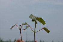 Thrips Pressure Starting off Heavy in MS Cotton