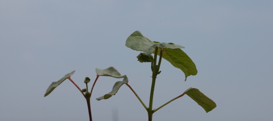 What is An Acceptable Final Plant Population in Cotton?