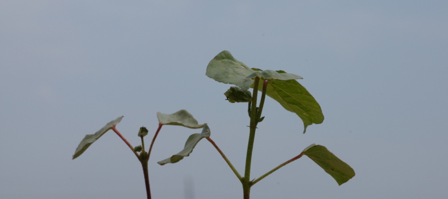 Thrips Pressure Starting off Heavy in MS Cotton