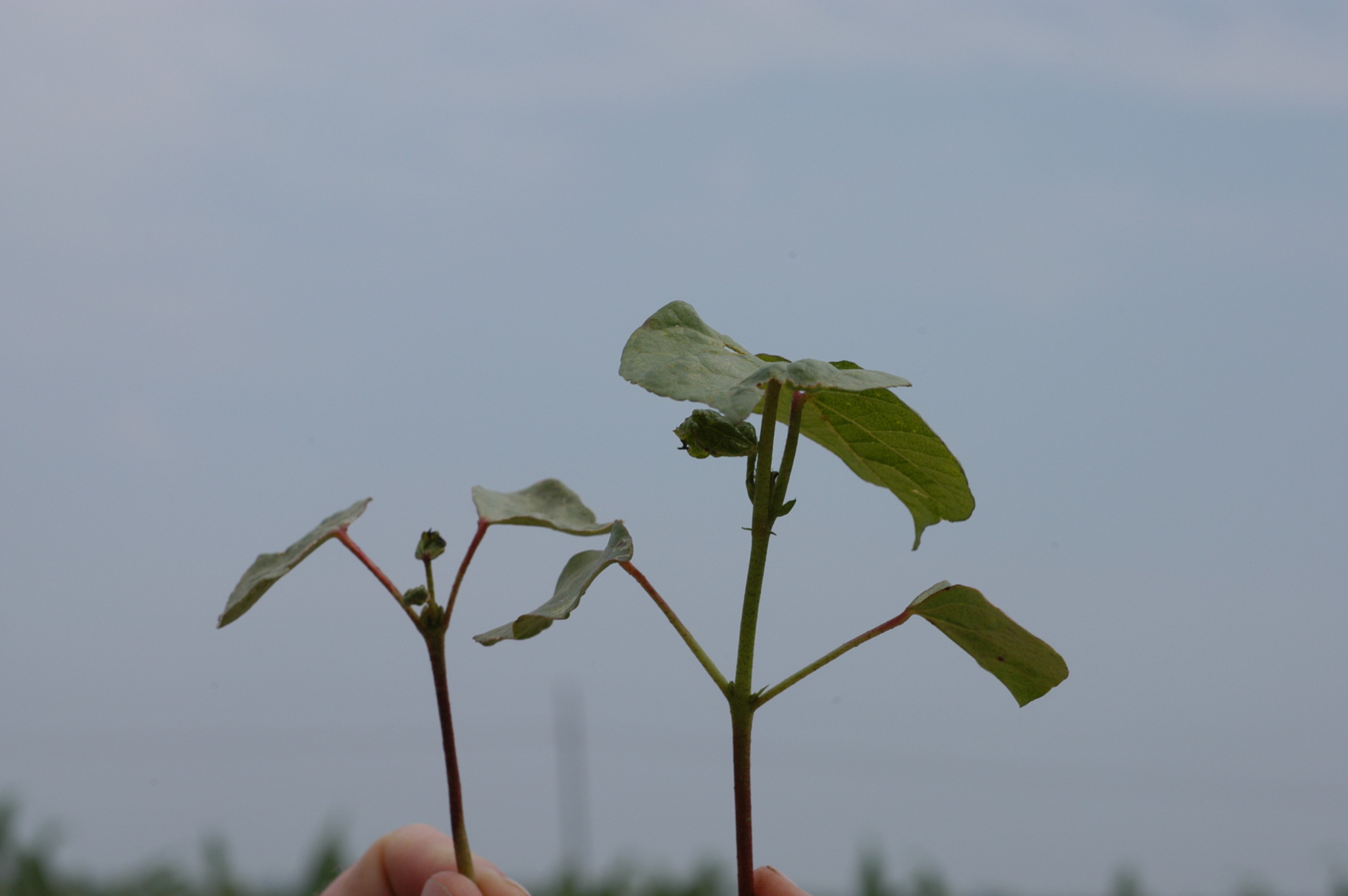 What is An Acceptable Final Plant Population in Cotton? Mississippi