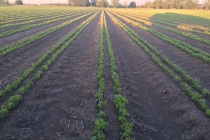 Mississippi Soybean Update-May Planted Soybeans