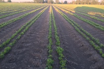Mississippi Soybean Update-May Planted Soybeans