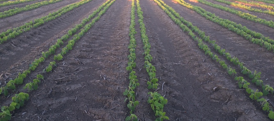 Mississippi Soybean Update-May Planted Soybeans