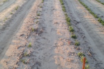 Thrips in Peanut: When to Spray