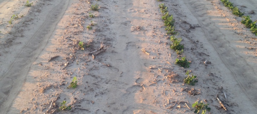 Managing Cotton After Uneven Emergence