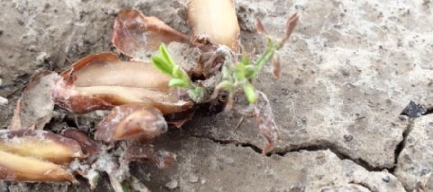 Plant Stand Effects on Peanut Yield