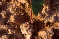 Cutworms Showing Up in Mississippi Crops