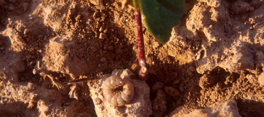 Cutworms Showing Up in Mississippi Crops