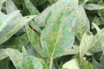 Updated Soybean Disease Calendars for MG IV and MG V Soybean