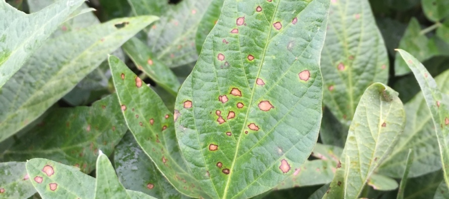 Updated Soybean Disease Calendars for MG IV and MG V Soybean
