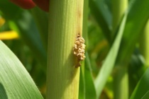 Southwestern Corn Borer Trap Counts: June 25, 2016