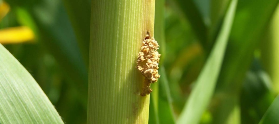 Southwestern Corn Borer Trap Counts: June 18, 2016