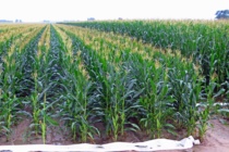 How to Decide When to Terminate Irrigation in Corn- Podcast