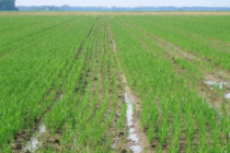 Rice Status and Row Rice Strategies in Mississippi (Podcast)