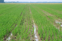 Rice Status and Row Rice Strategies in Mississippi (Podcast)