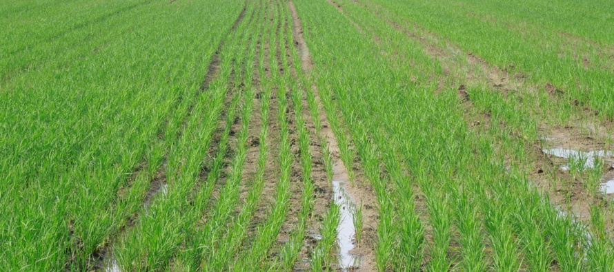 Rice Status and Row Rice Strategies in Mississippi (Podcast)