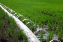 On Farm Furrow Irrigated Rice Results