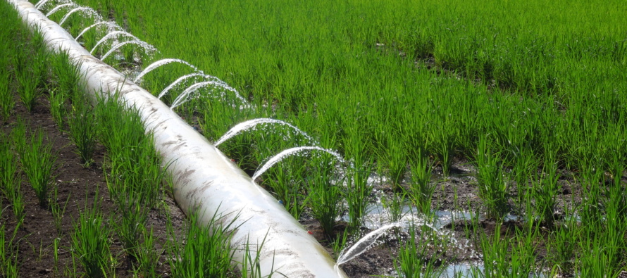 2018 Furrow Irrigation Rice Trials