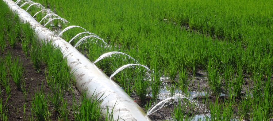 Furrow Irrigated Rice On Farm Studies