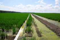 Understanding Furrow Irrigation Rice Yield Reduction