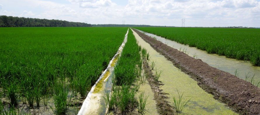 Understanding Furrow Irrigation Rice Yield Reduction