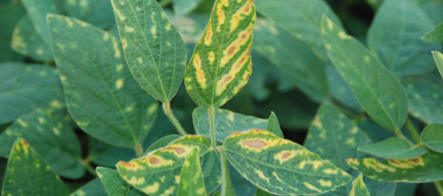 Fungicide-Associated Phytotoxicity: Update Following 2015 Observations