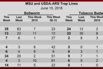 Pheromone Trap Counts, June 15, 2016