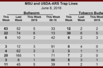 Insect Trap Counts, June 8, 2016