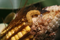 Caterpillars Infesting Field Corn
