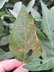 Frogeye leaf spot continues to be a common disease in the MS soybean production system. When susceptible varieties are planted, fungicides are one of the best methods of managing the disease.