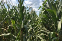 Corn Disease Update: June 18, 2016