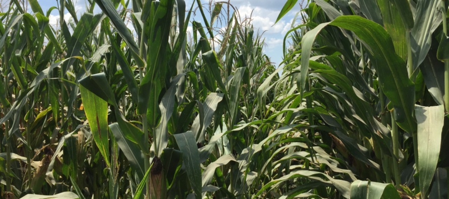 Corn Disease Update: June 18, 2016