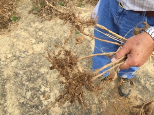 Severe root-knot nematode soil infestations can produce abundant root galling and significantly reduce the uptake of nutrients as well as yield.