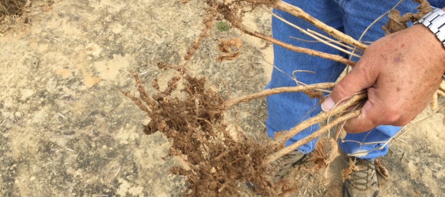 2015 Root-knot Nematode Soybean OVT Gall Ratings and Yield