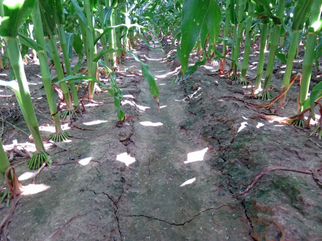 Adequate light interception for optimal corn grain productivity.