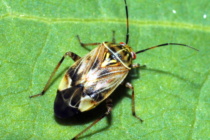 2023 Tarnished Plant Bug Management and Rainfastness