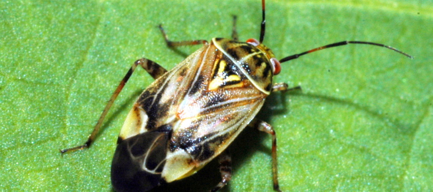 Early Season Plant Bug Management Utilizing Square Retention