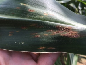 Common rust has been more regularly observed this season.