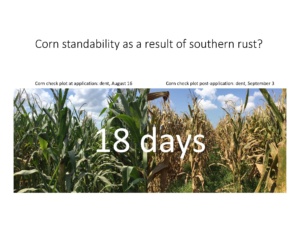 Corn standability is not general impacted by southern rust infection as indicated in this photo 18 days post treatment in a field situation with southern rust infection at the time of fungicide application.
