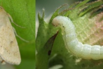 Insect Pests in Cotton (Podcast)