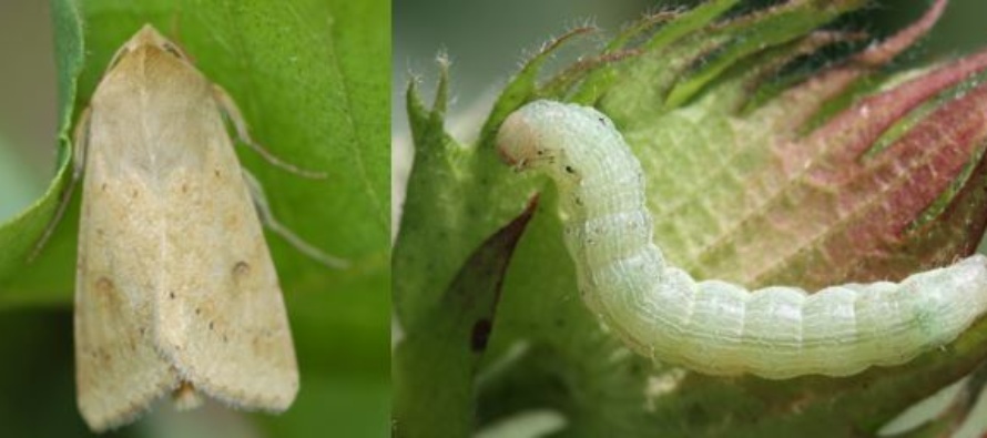Insect Pests in Cotton (Podcast)