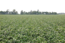 Soybean Disease Update: July 16, 2016