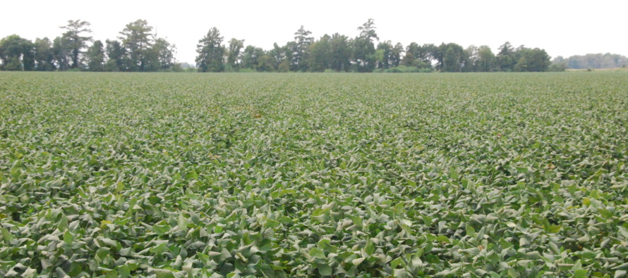 Soybean Disease Update: July 16, 2016