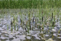 Fall Armyworms in Rice: 2016