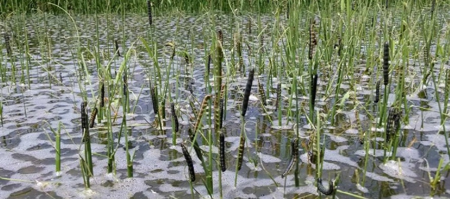 Fall Armyworms in Rice: 2016