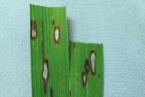 Rice Leaf Blast Confirmed in Mississippi