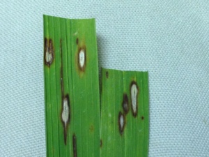 Rice leaf blast is characterized by diamond-shaped lesions that may or may not contain fungal reproductive growth.