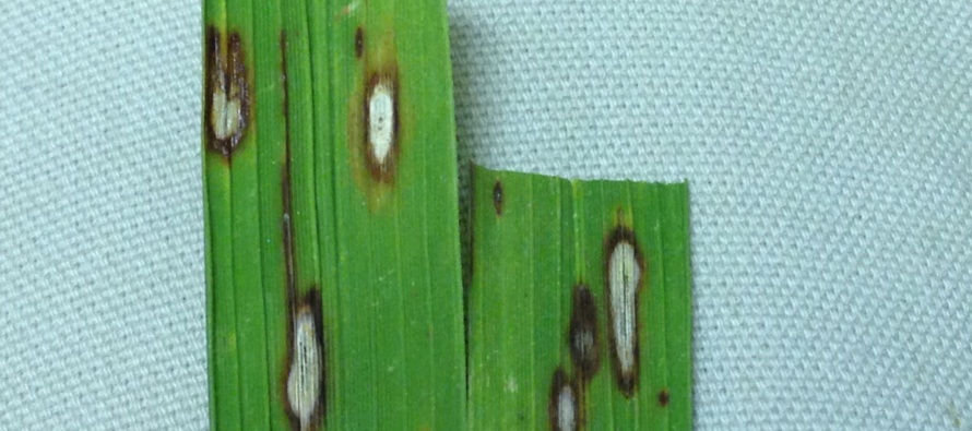 Rice Leaf Blast Confirmed in Mississippi