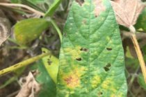 Foliar Soybean Disease Update: July 30, 2016
