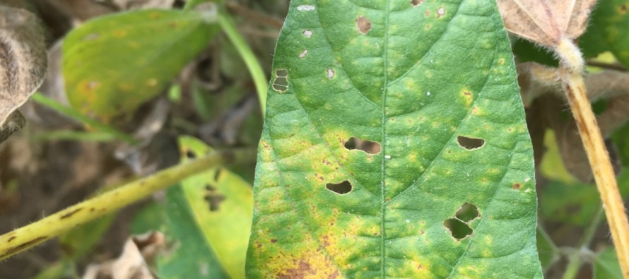 Foliar Soybean Disease Update: July 30, 2016